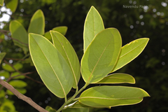 Diospyros paniculata